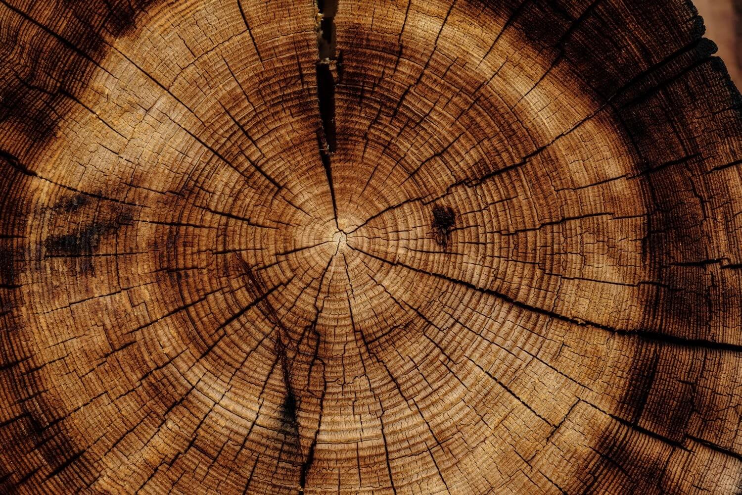 The rings of a tree