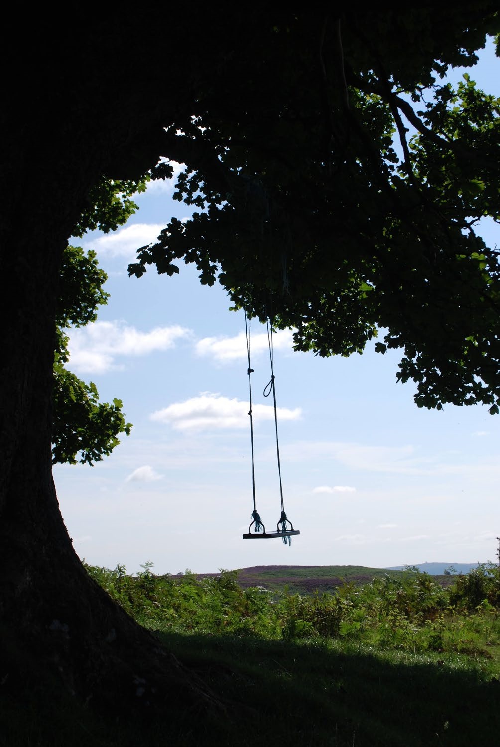 An empty swing hung from a tree