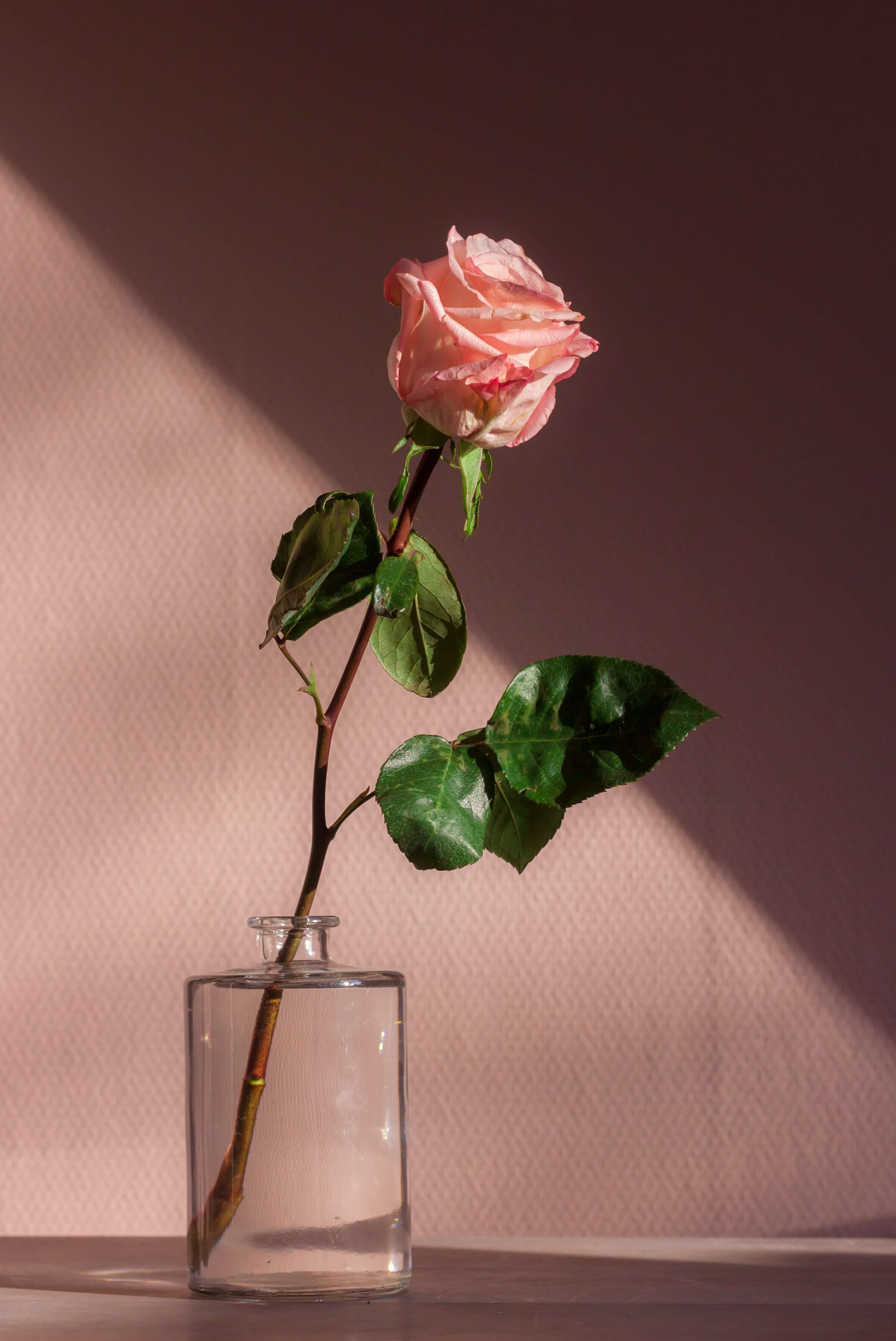 A pink rose against a pink background