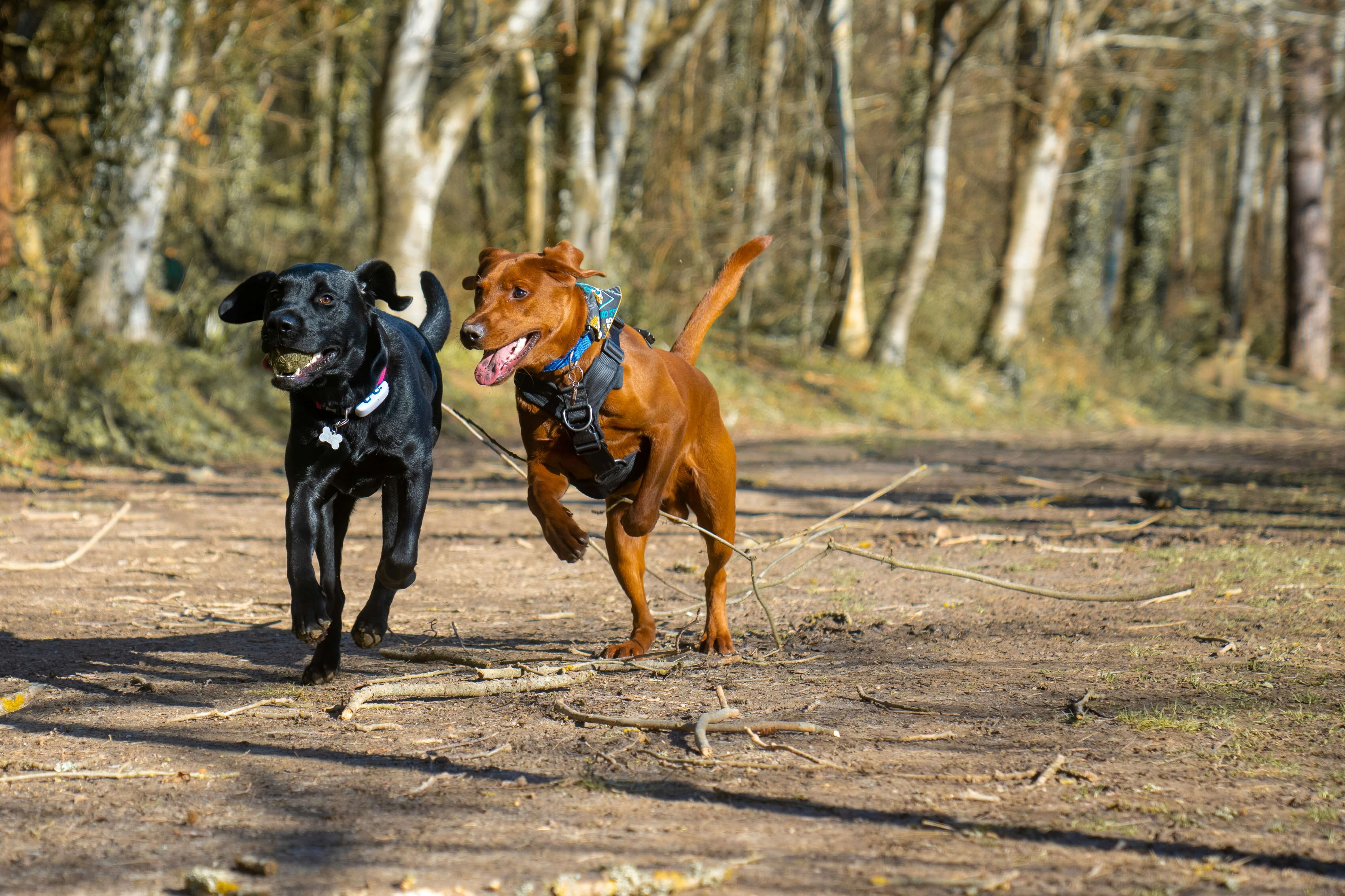Healthy dogs running in a wood.