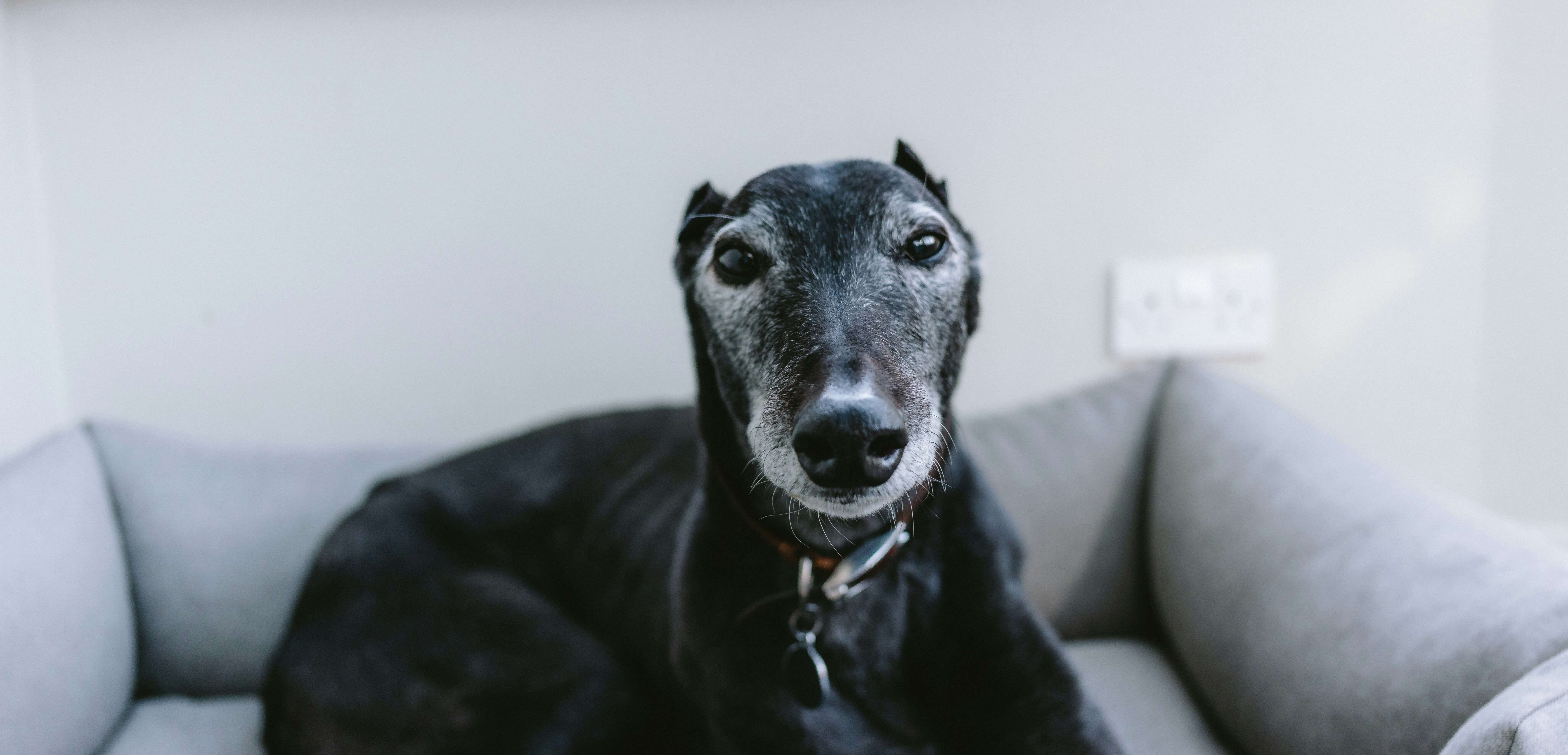 Could Our Relationship With Pets Transform How We Think About Longevity?