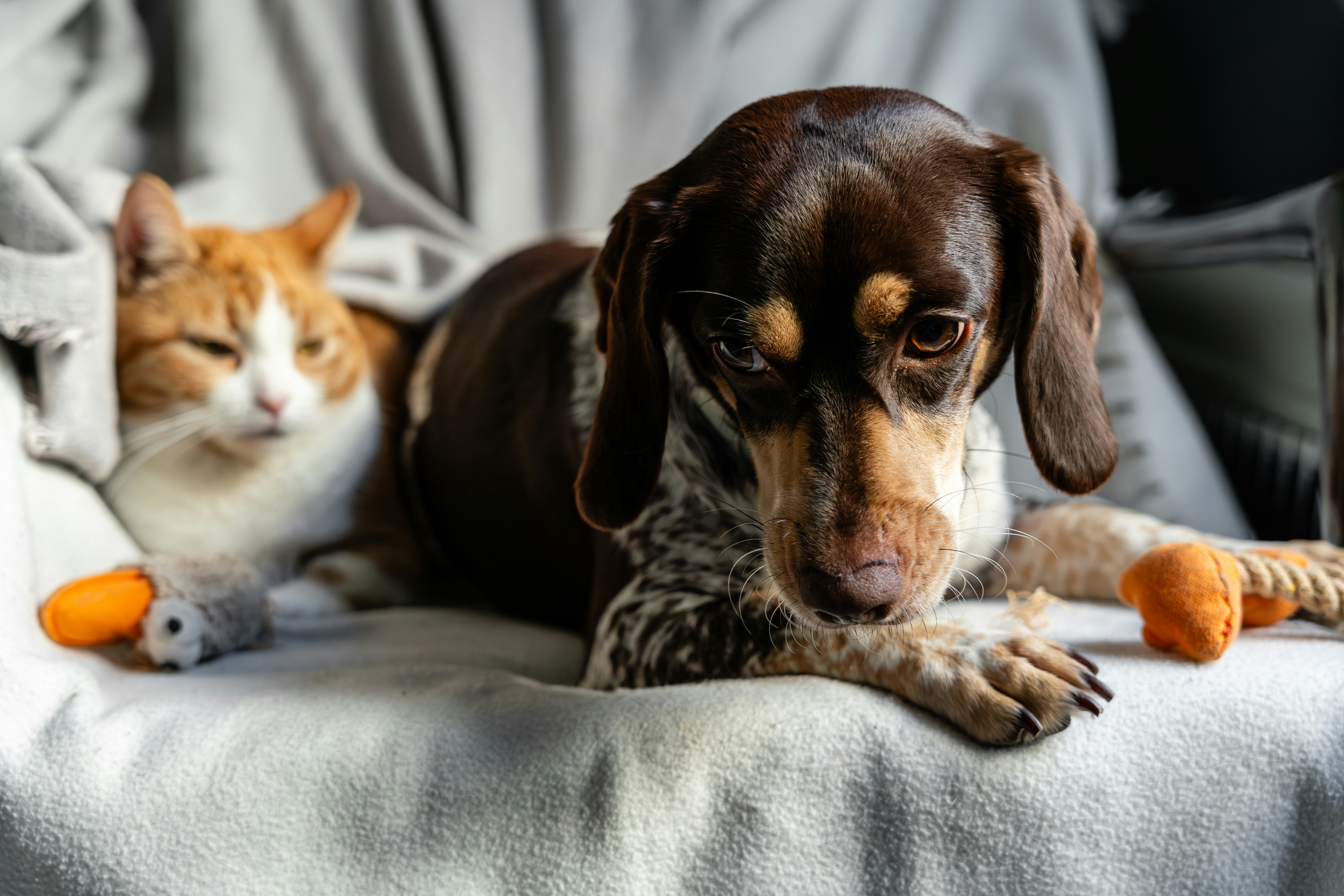 Dog and a cat on a sofa side by side