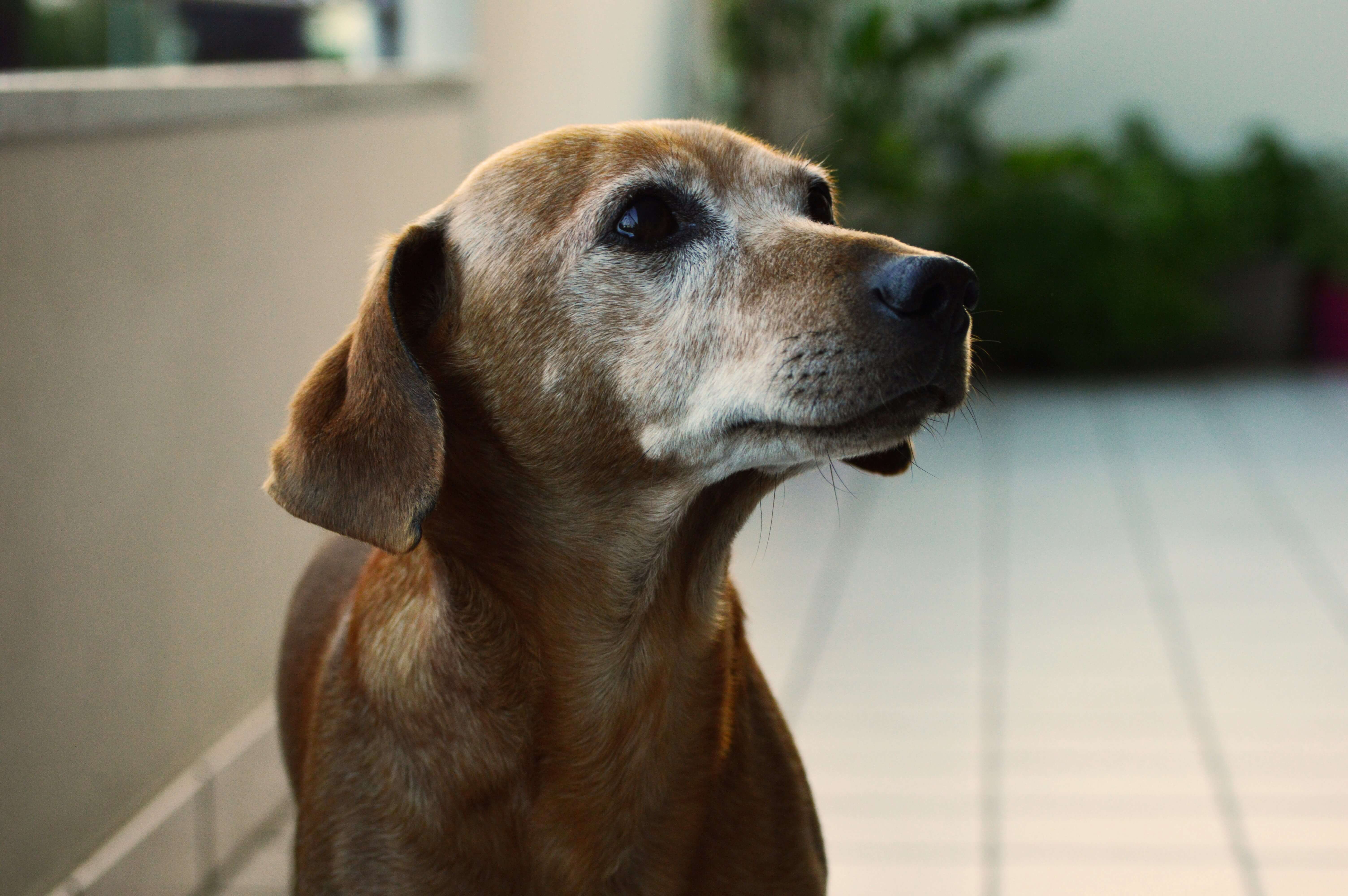 An old dog
