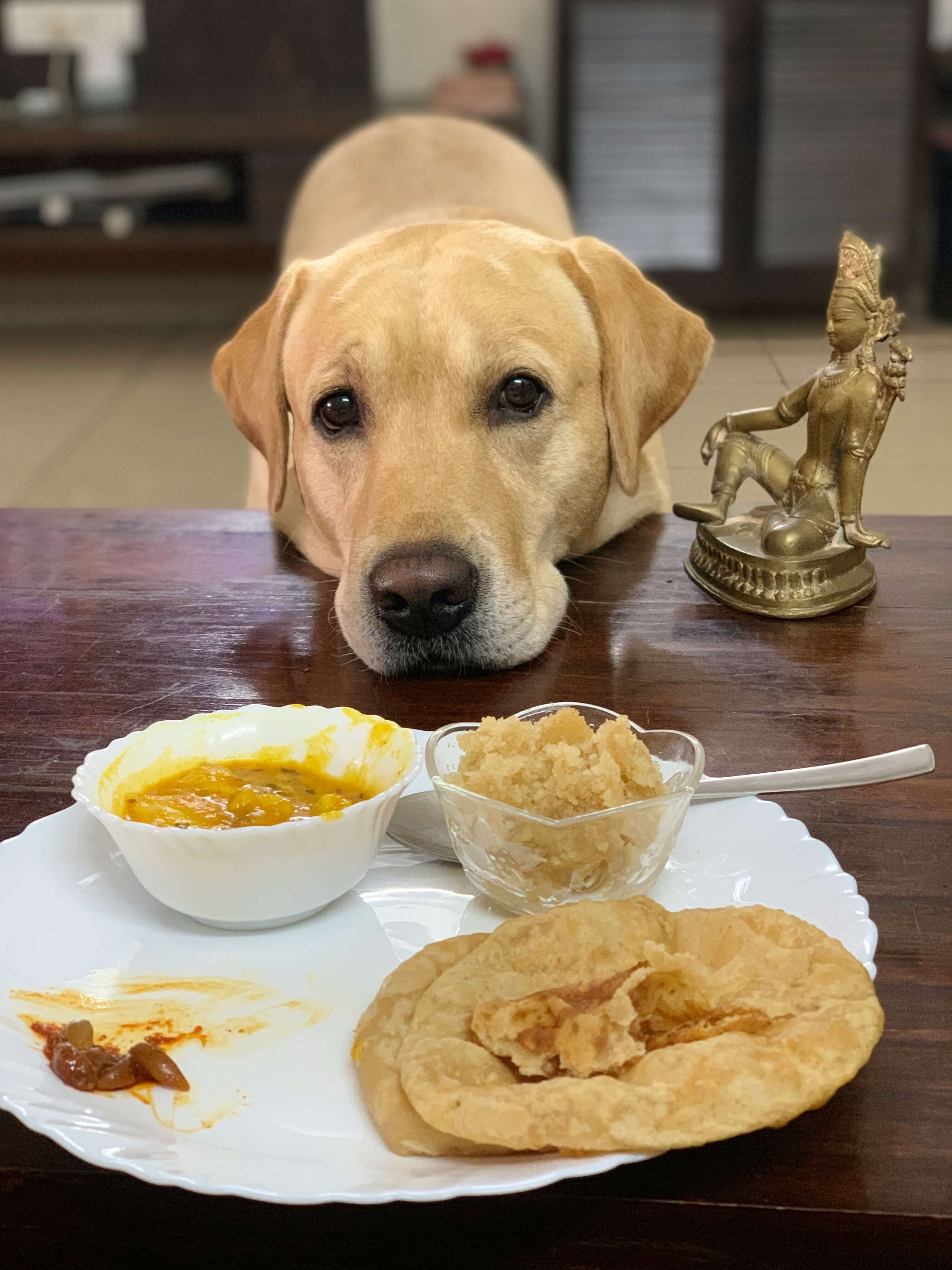 Labrador looking hungry while looking at a table full of curry
