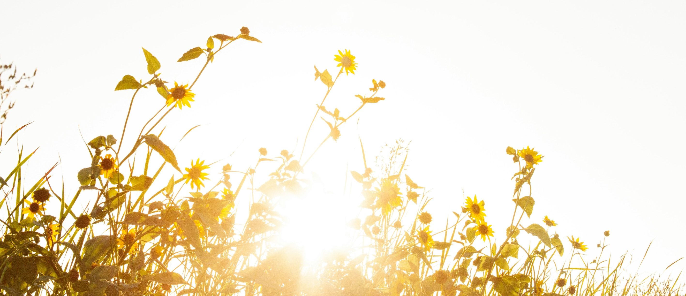 What If Light Held the Key to Living Well for Longer?