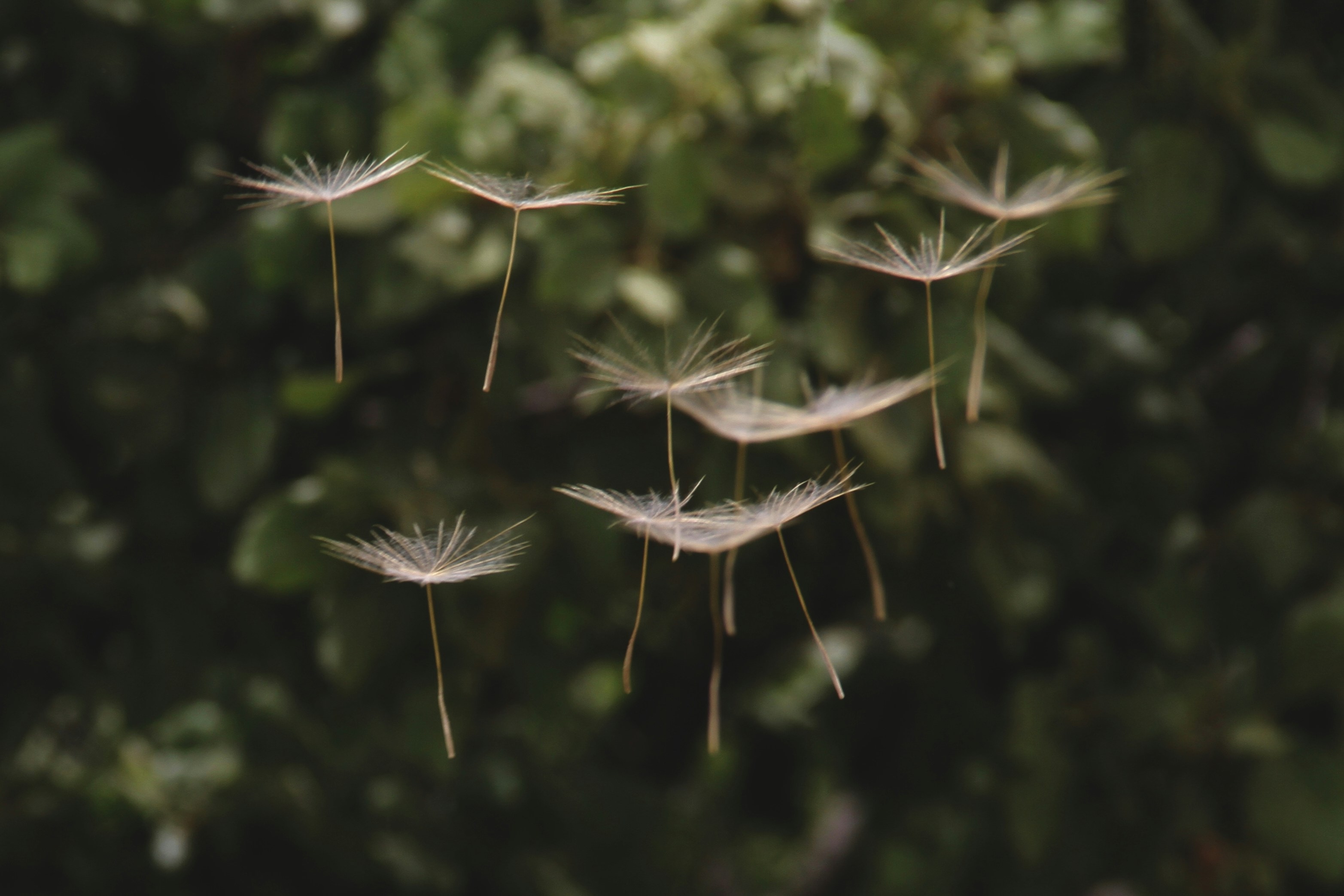 Seeds from a dandelion floating up